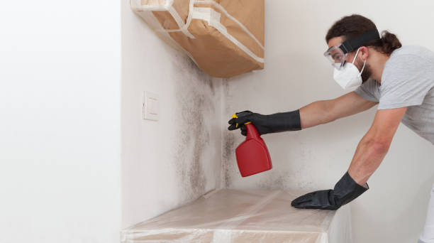 Professional Basement Mold Remediation technician working in Pendleton, NC