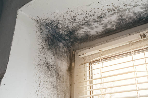 Affordable Basement Mold Remediation solutions in Pendleton, NC